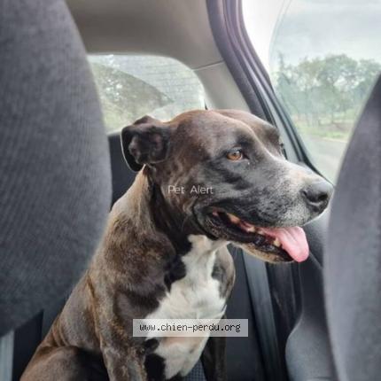 Photo 2/2 Chien retrouvé Trouvé à Cazouls les beziers