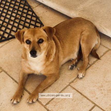 Photo 1/1 Chien retrouvé Perdu à Grimaud