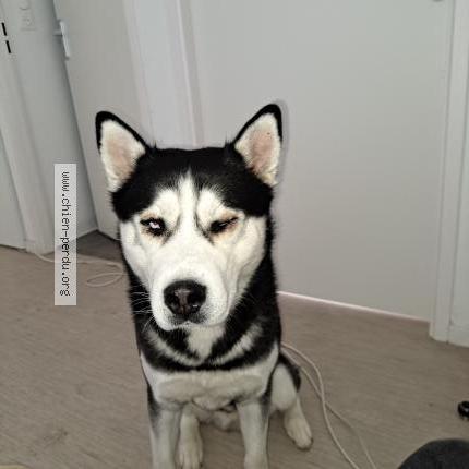 Photo 1/1 Chien retrouvé Perdu à Coueron