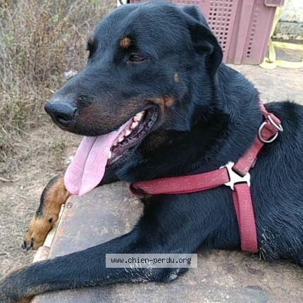 Photo 1/1 Chien retrouvé Perdu à Saint saturnin les apt