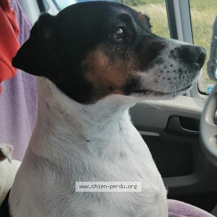 Photo 1/1 Chien retrouvé Perdu à Arzon