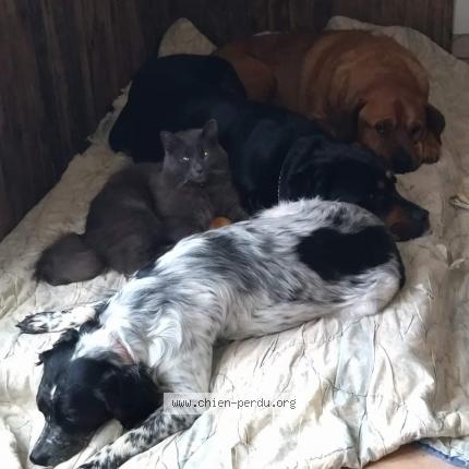 Photo 1/1 Chien retrouvé Perdu à Saint astier