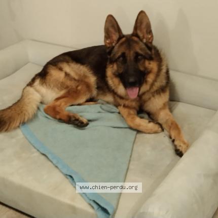 Photo de chien perdu à Vern Sur Seiche