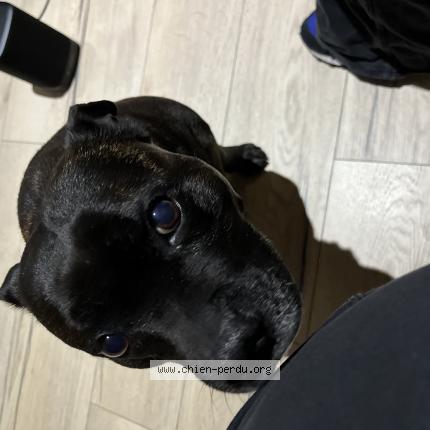 Photo de chien perdu à Merignac