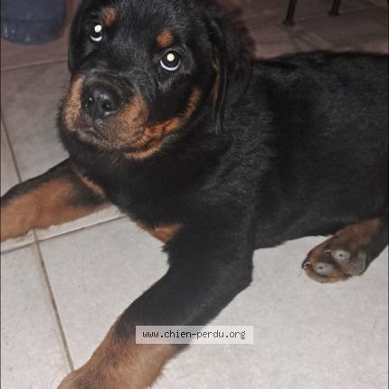 Photo 1/1 Chien retrouvé Perdu à Saint aunes