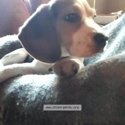 Photo 1/1 Chien retrouvé Perdu à Frahier et chatebier