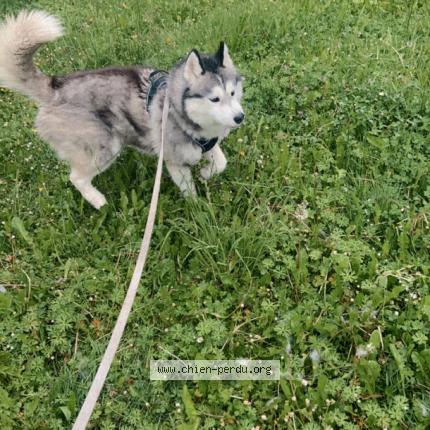 Photo 1/1 Chien retrouvé Perdu à Juillac