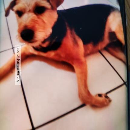 Photo de chien perdu à Nohanent