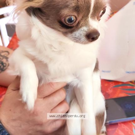 Photo 1/1 Chien retrouvé Perdu à Weyersheim