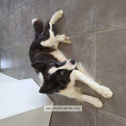 Photo 1/1 Chien retrouvé Trouvé à Sainte gemme