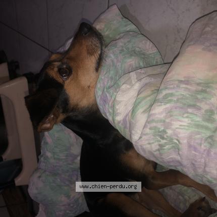 Photo 1/1 Chien retrouvé Perdu à Saint bonnet en bresse