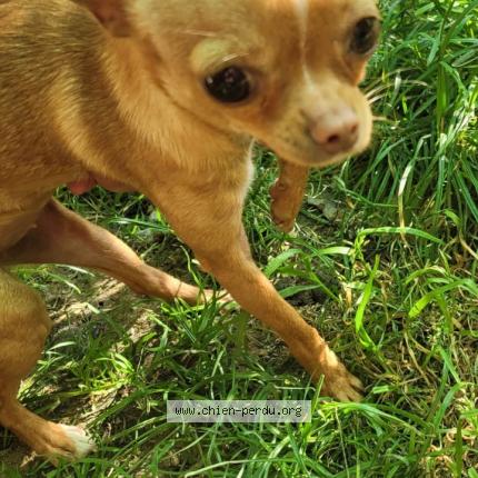 Photo 1/1 Chien retrouvé Perdu à Grisy suines