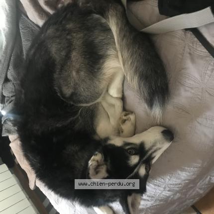 Photo 1/1 Chien retrouvé Perdu à Toulouse