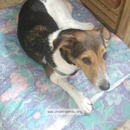 Photo 1/1 Chien retrouvé Perdu à Sarrians