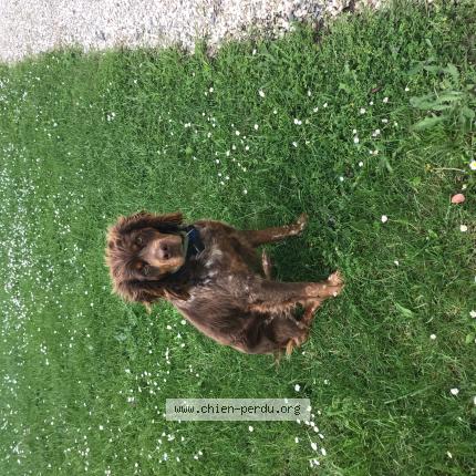 Photo 1/1 Chien retrouvé Perdu à Les brouzils