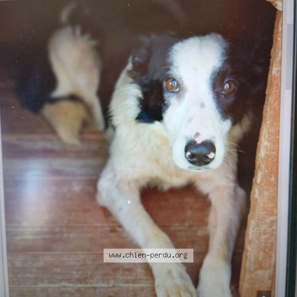 Photo 1/1 Chien retrouvé Perdu à Carcassonne