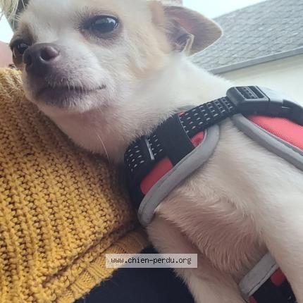 Photo de chien perdu à Bailly En Riviere