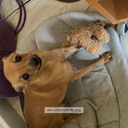 Photo 1/1 Chien retrouvé Perdu à Champdieu