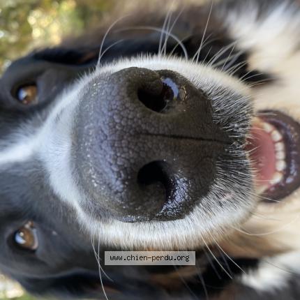 Photo 1/1 Chien retrouvé Perdu à Mitry mory