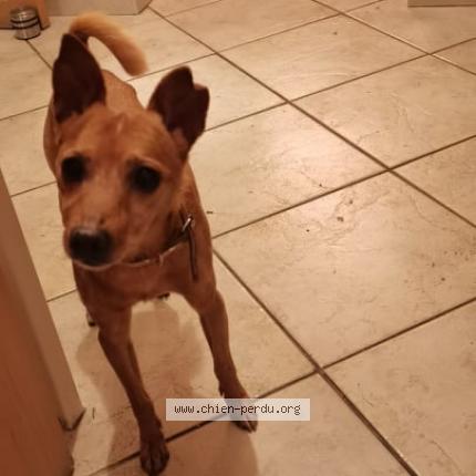 Photo de chien perdu à Montreuil Juigne