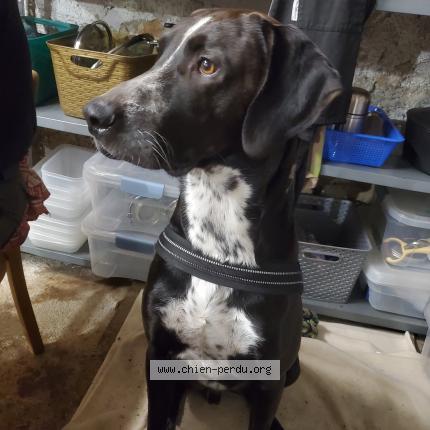 Photo 1/1 Chien retrouvé Perdu à Coulounieix chamiers