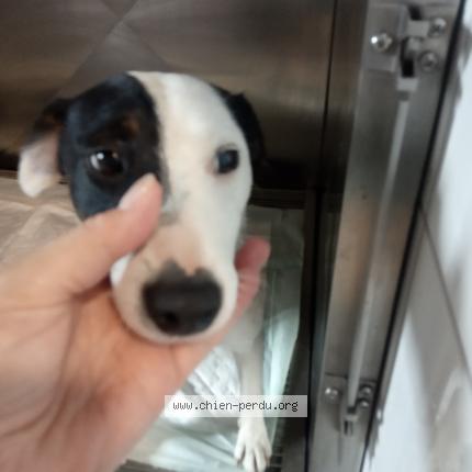 Photo de chien trouvé à Barbazan