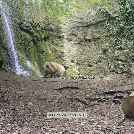 Photo 1/1 Chien retrouvé Trouvé à Brenthonne