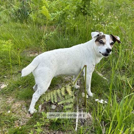 Photo de chien perdu à Cambo Les Bains