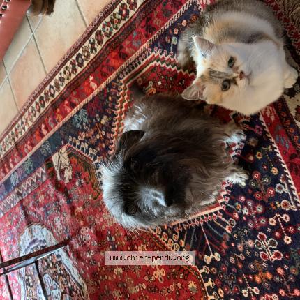 Photo 1/1 Chien retrouvé Perdu à Sempesserre