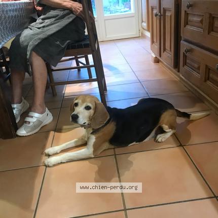 Photo de chien perdu à Grambois