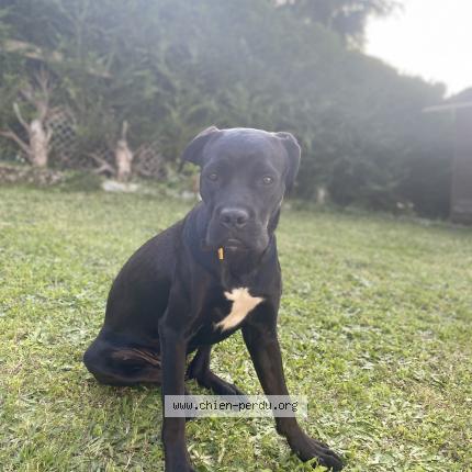 Photo 1/1 Chien retrouvé Perdu à Grand courronne