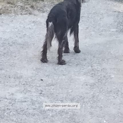 Photo de chien trouvé à Angouleme