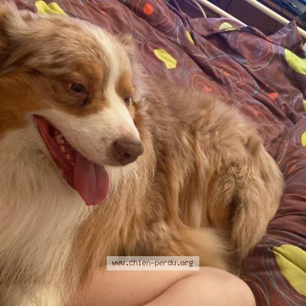 Photo de chien perdu à Aigaliers
