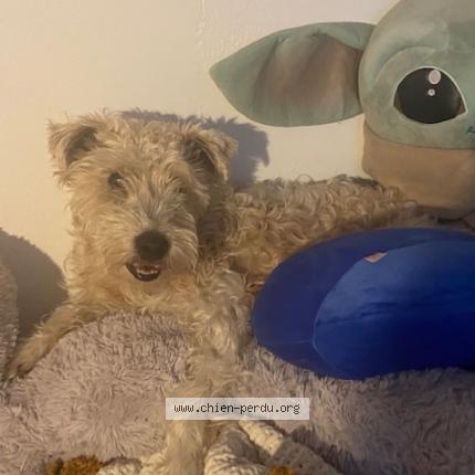 Photo 1/1 Chien retrouvé Perdu à Saint georges de reintembault