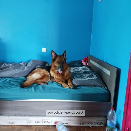 Photo 1/1 Chien retrouvé Perdu à Blain