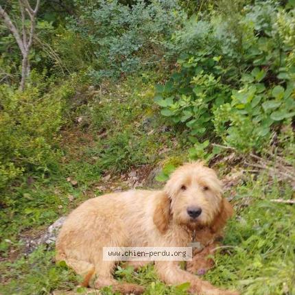 Photo 1/1 Chien retrouvé Perdu à Roquevaire