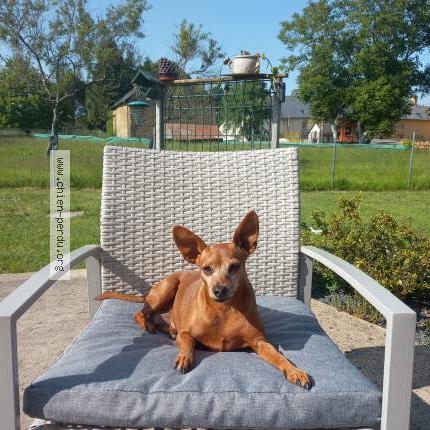 Photo 1/1 Chien retrouvé Perdu à Guipel