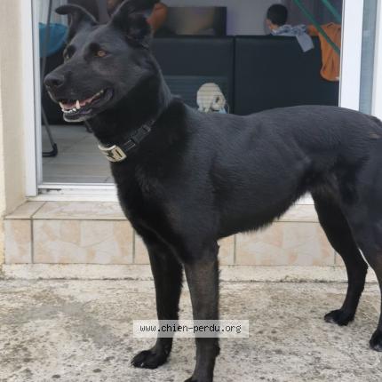 Photo de chien perdu à Landiras