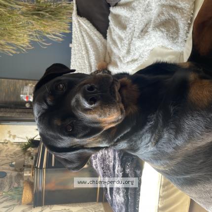 Photo 1/1 Chien retrouvé Perdu à La fleche