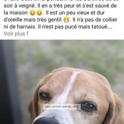 Photo de chien perdu à Veigne
