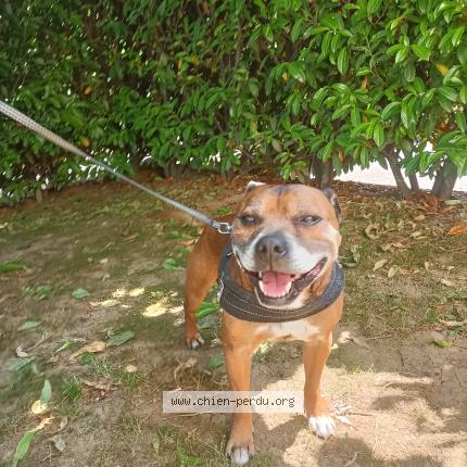 Photo 1/1 Chien retrouvé Trouvé à Thonon les bains