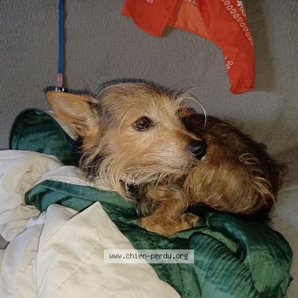 Photo 1/1 Chien retrouvé Perdu à Toulouse