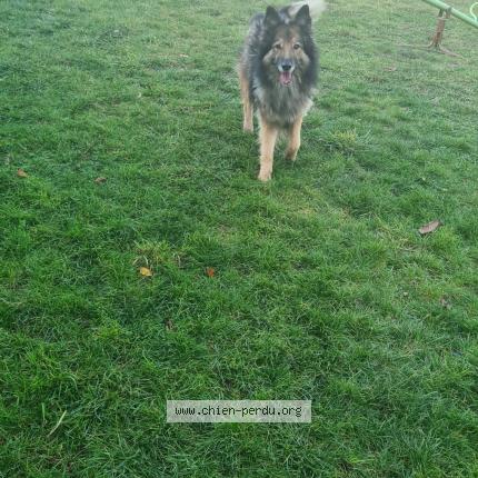 Photo 1/1 Chien retrouvé Perdu à Cournon