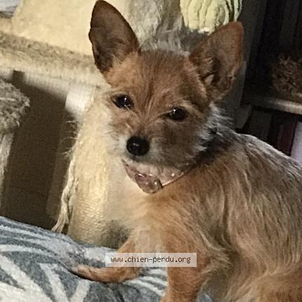 Photo 1/1 Chien retrouvé Perdu à Rocamadour