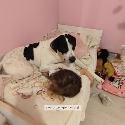 Photo 1/1 Chien retrouvé Perdu à La selle sur le bied