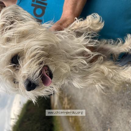 Photo de chien trouvé à Etreillers