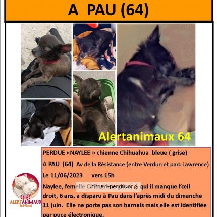 Photo 1/1 Chien retrouvé Perdu à Pau