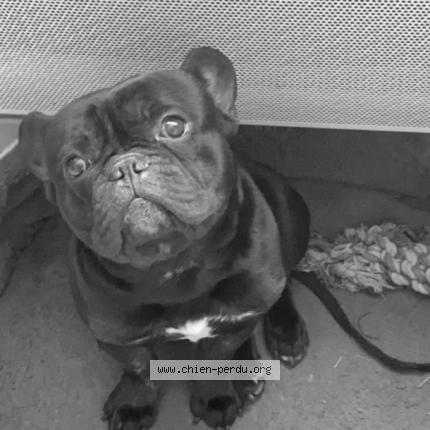 Photo 1/1 Chien retrouvé Perdu à Saint andre de l eure