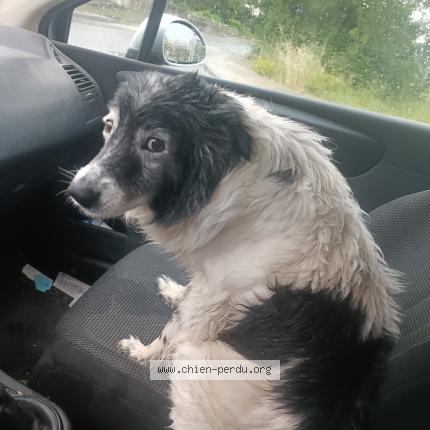 Photo 1/1 Chien retrouvé Trouvé à Saint orens de gameville