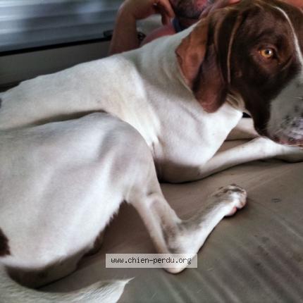 Photo de chien trouvé à Le Houga